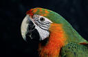 birdheads1.gif